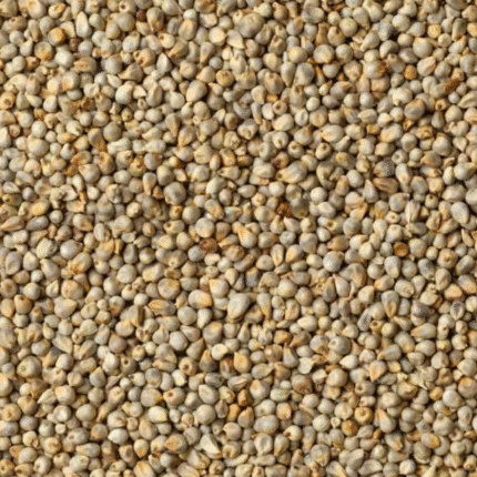 Pearl Millets (Bajara)