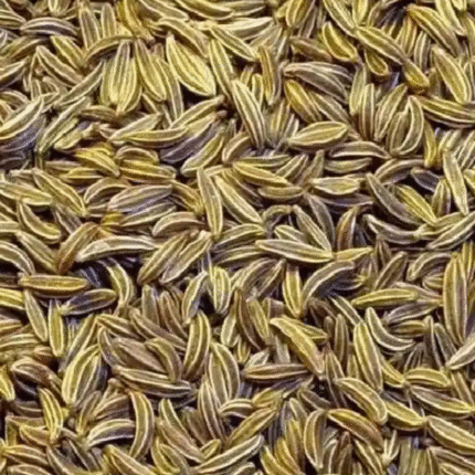 Cumin (Jeera)