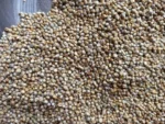 Bajara Balavan Agro seeds