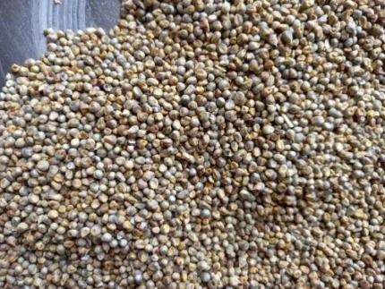 Bajara Balavan Agro seeds