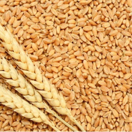 Wheat